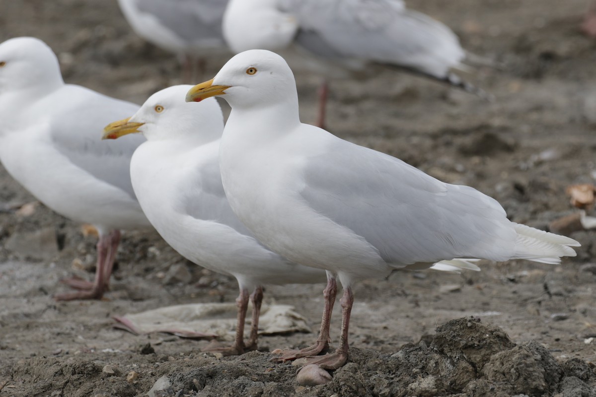 Glaucous Gull - Cameron Eckert