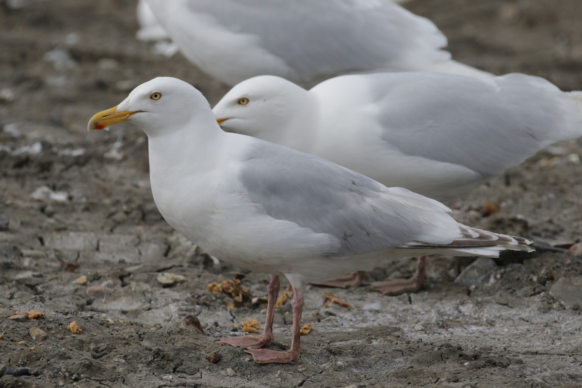 Herring x Glaucous Gull (hybrid) - Cameron Eckert