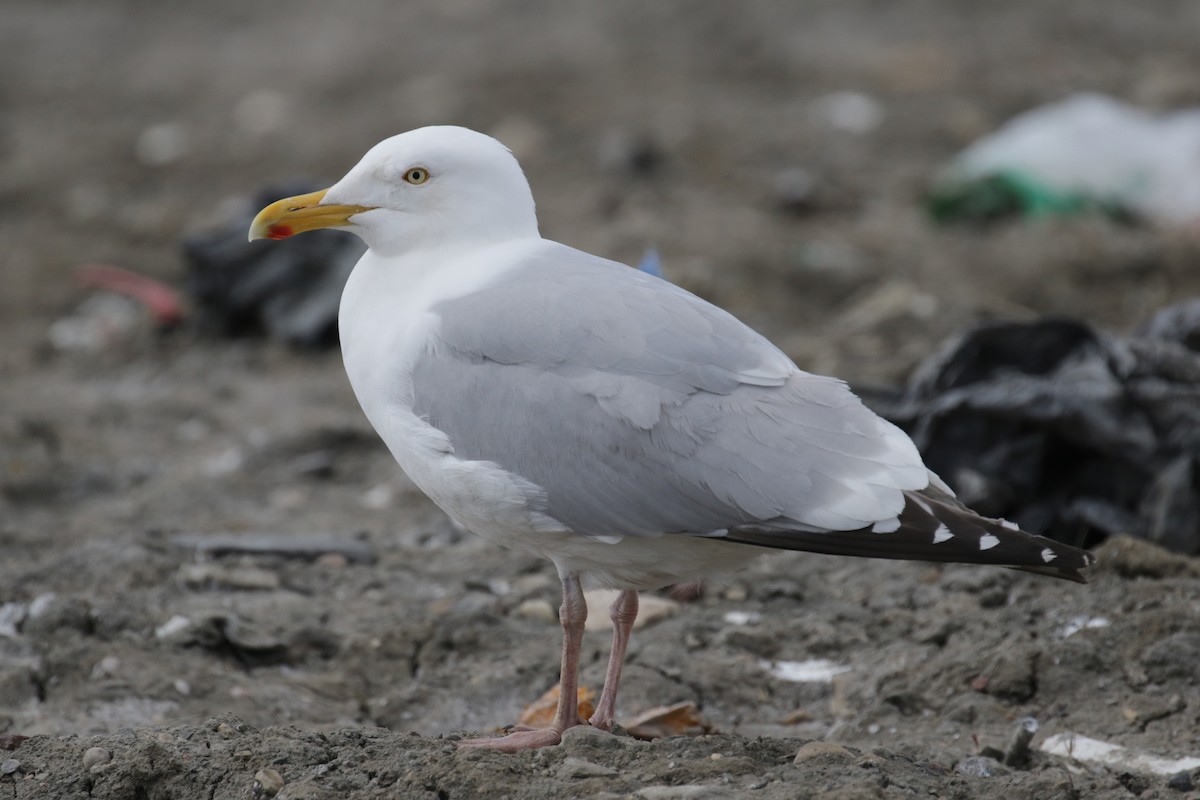 Herring Gull - Cameron Eckert