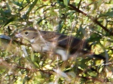 Dickcissel - ML182271661