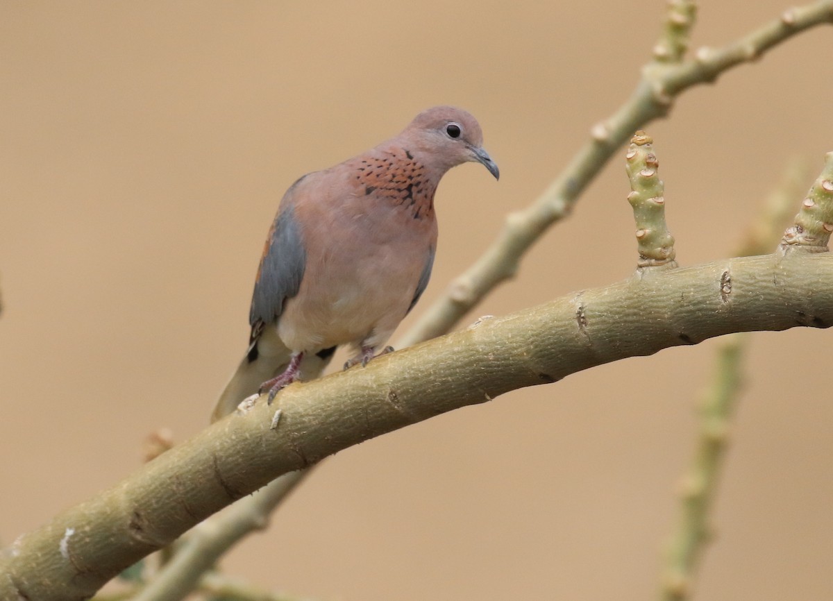 Laughing Dove - Fikret Ataşalan