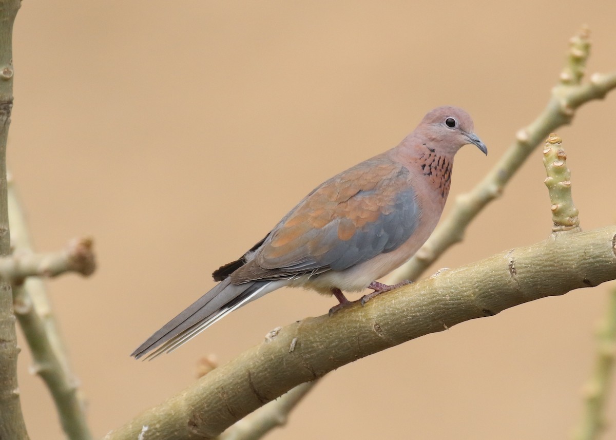 Tórtola Senegalesa - ML182271891