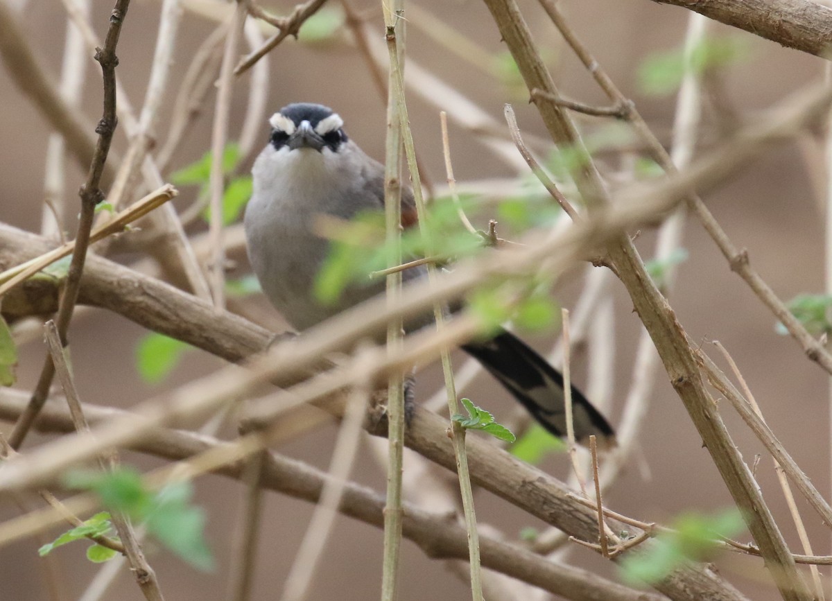 Black-crowned Tchagra - Fikret Ataşalan