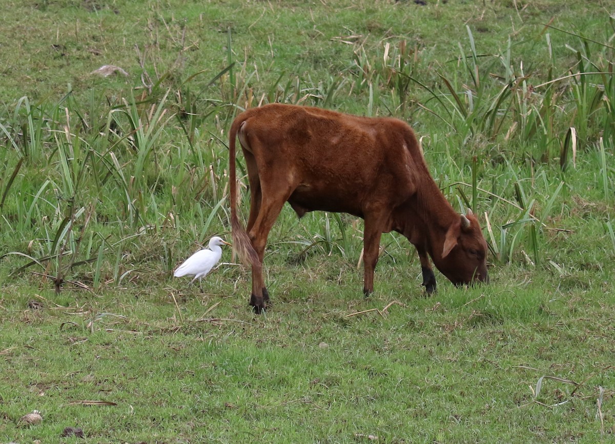 Western Cattle Egret - ML182271921