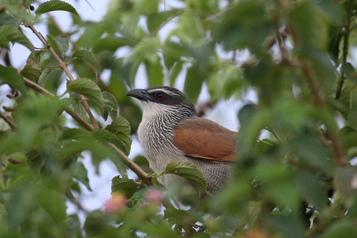 Coucal à sourcils blancs - ML182271951