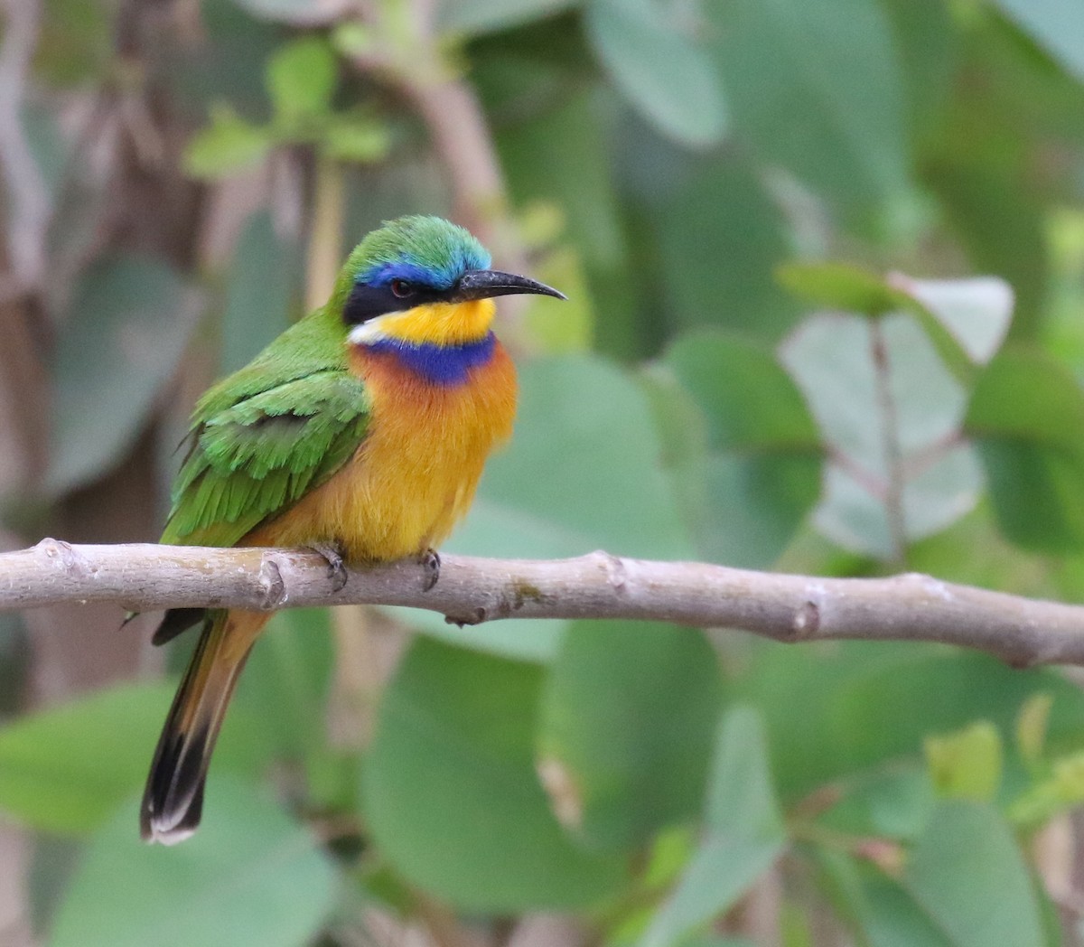 Ethiopian Bee-eater - Fikret Ataşalan