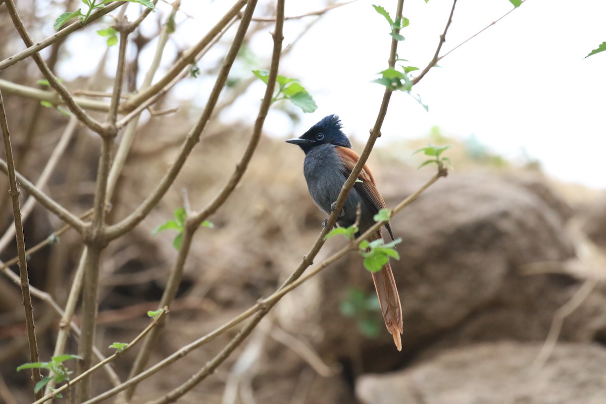 African Paradise-Flycatcher - ML182272261