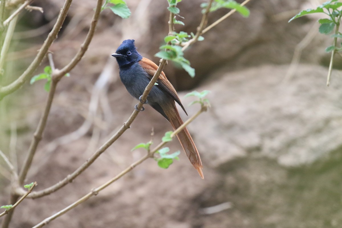 African Paradise-Flycatcher - ML182272271