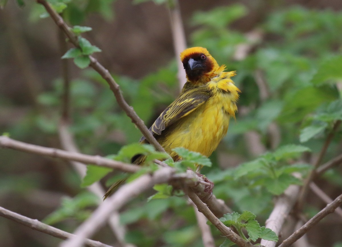 Rüppell's Weaver - ML182272421