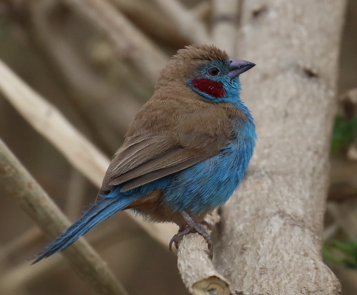 Red-cheeked Cordonbleu - Fikret Ataşalan