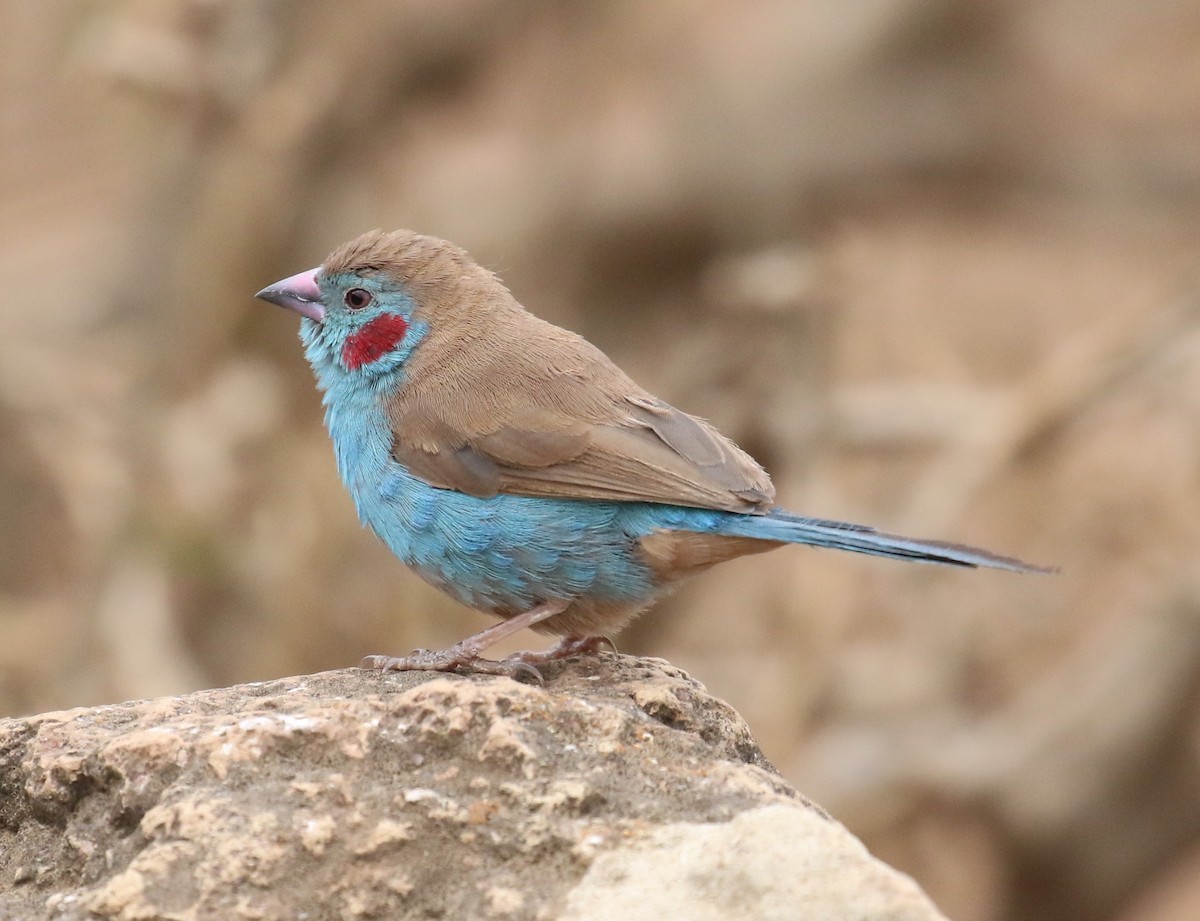 Red-cheeked Cordonbleu - ML182272481