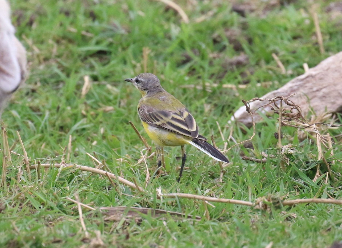 Western Yellow Wagtail - ML182272561