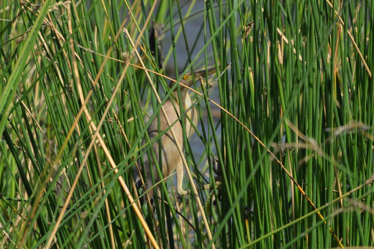 Yellow Bittern - ML182274231