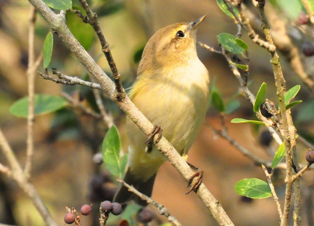 Willow Warbler/Common Chiffchaff - ML182274961