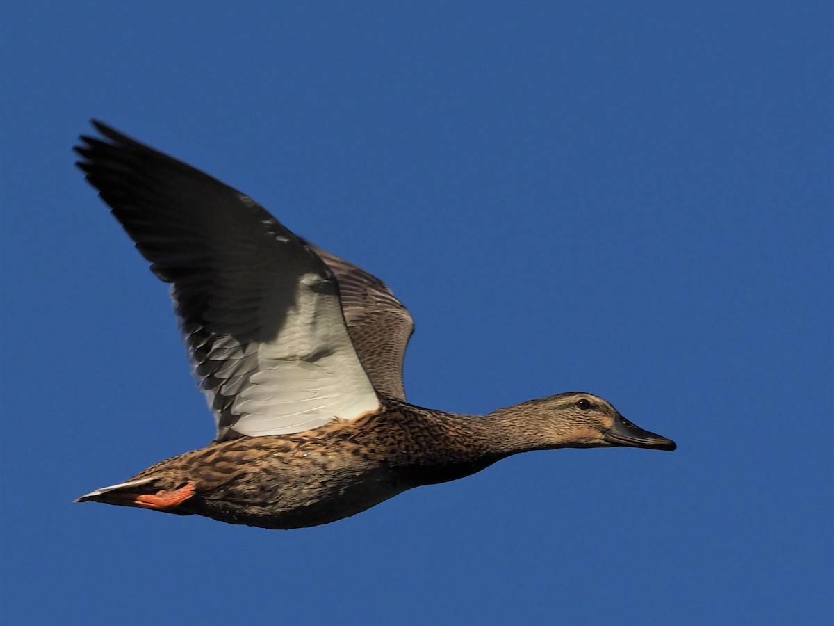 Mallard - Steve Johnson