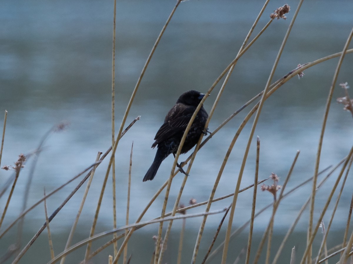 Yellow-winged Blackbird - ML182276681