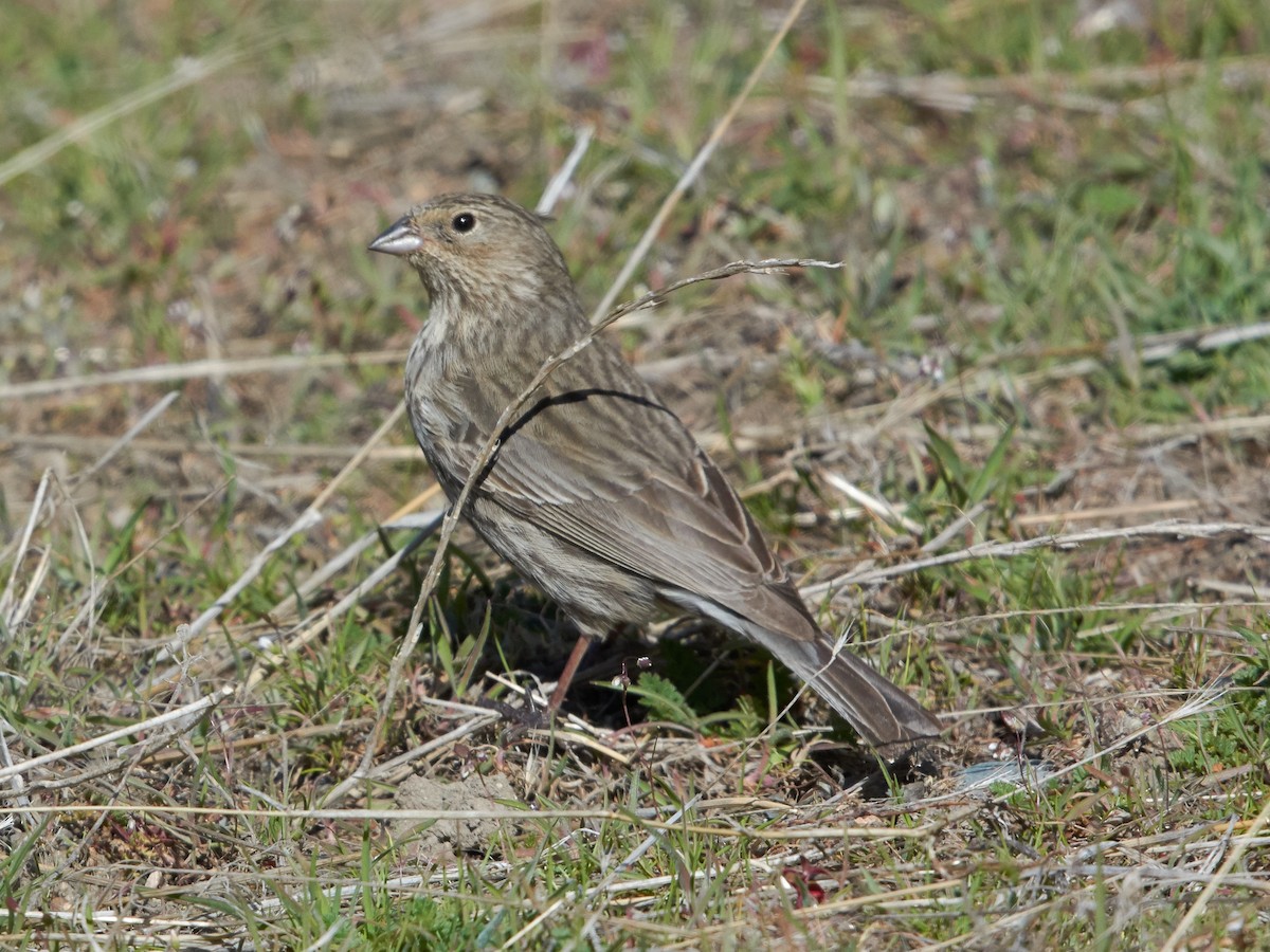 Plumbeous Sierra Finch - ML182278331