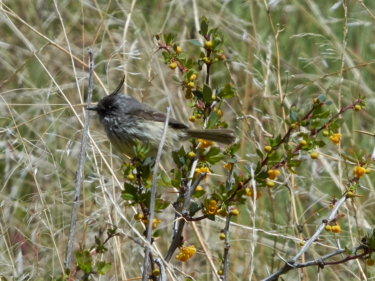 Tufted Tit-Tyrant - ML182278731