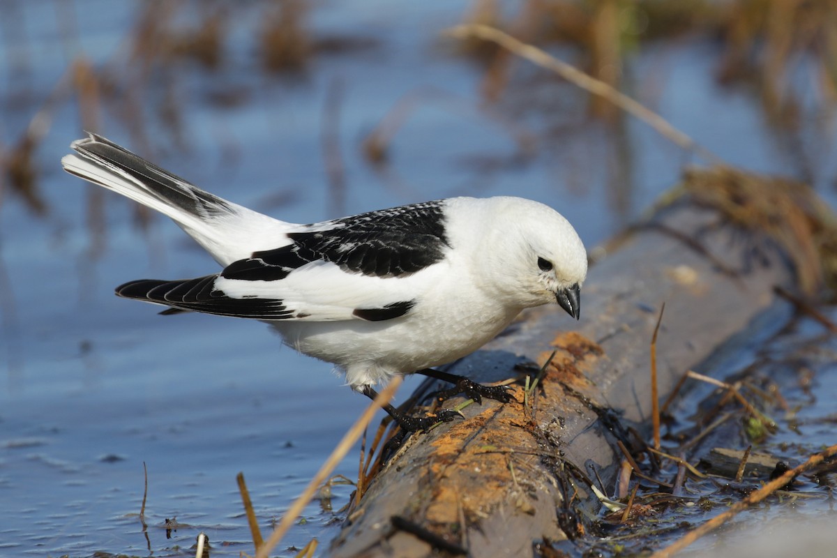 Snow Bunting - ML182279531