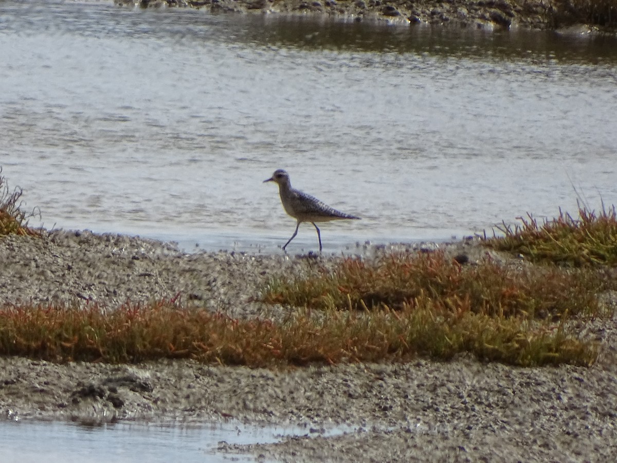American Golden-Plover - ML182280631