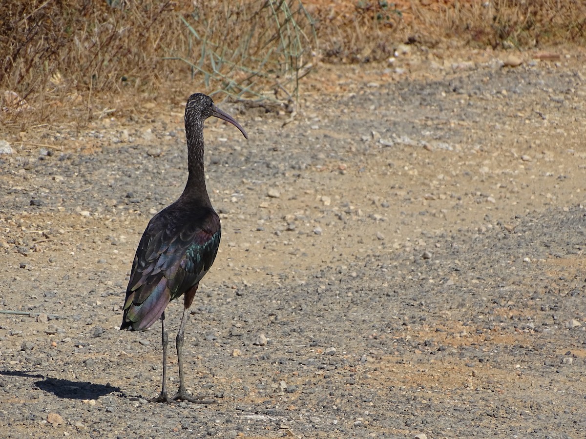 Glossy Ibis - ML182281881