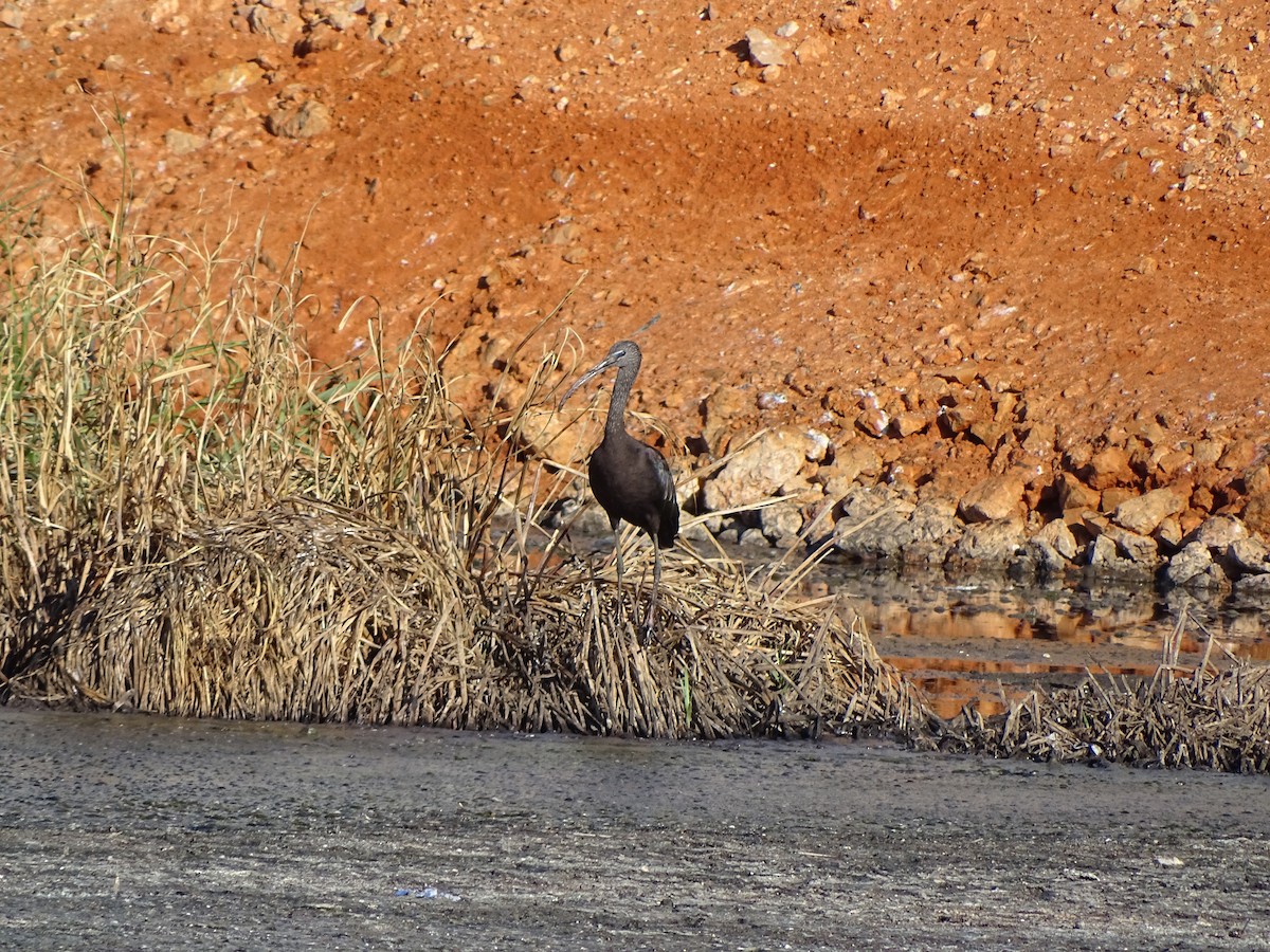 Glossy Ibis - ML182281901