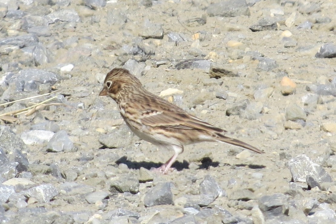 Vesper Sparrow - ML182282031