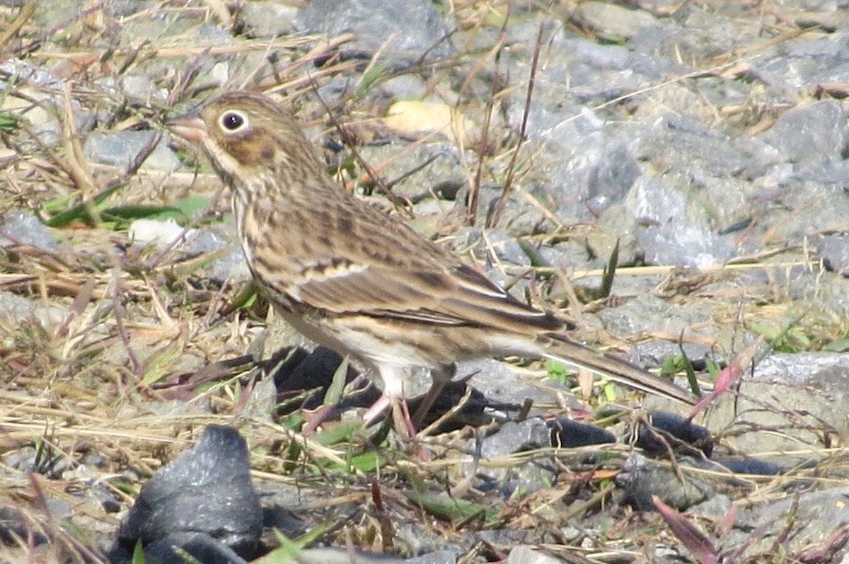 Vesper Sparrow - ML182282041