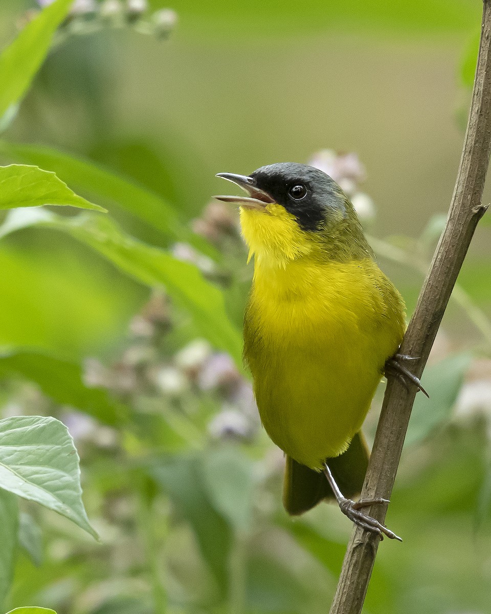 Southern Yellowthroat - Luis Marcelo Figueiroa Andrade