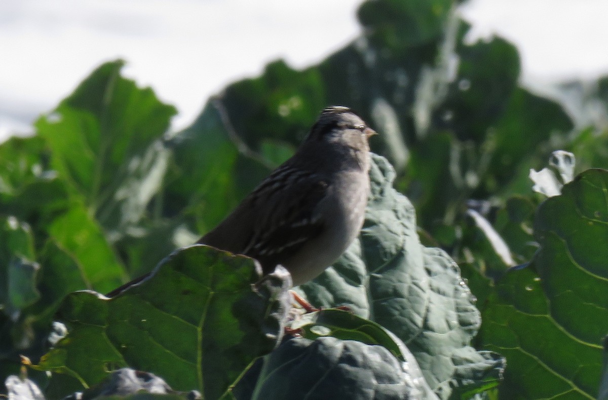 White-crowned Sparrow - ML182283331
