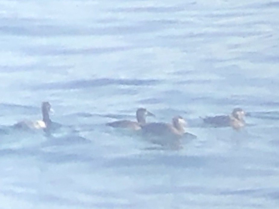 Lesser Scaup - ML182283681