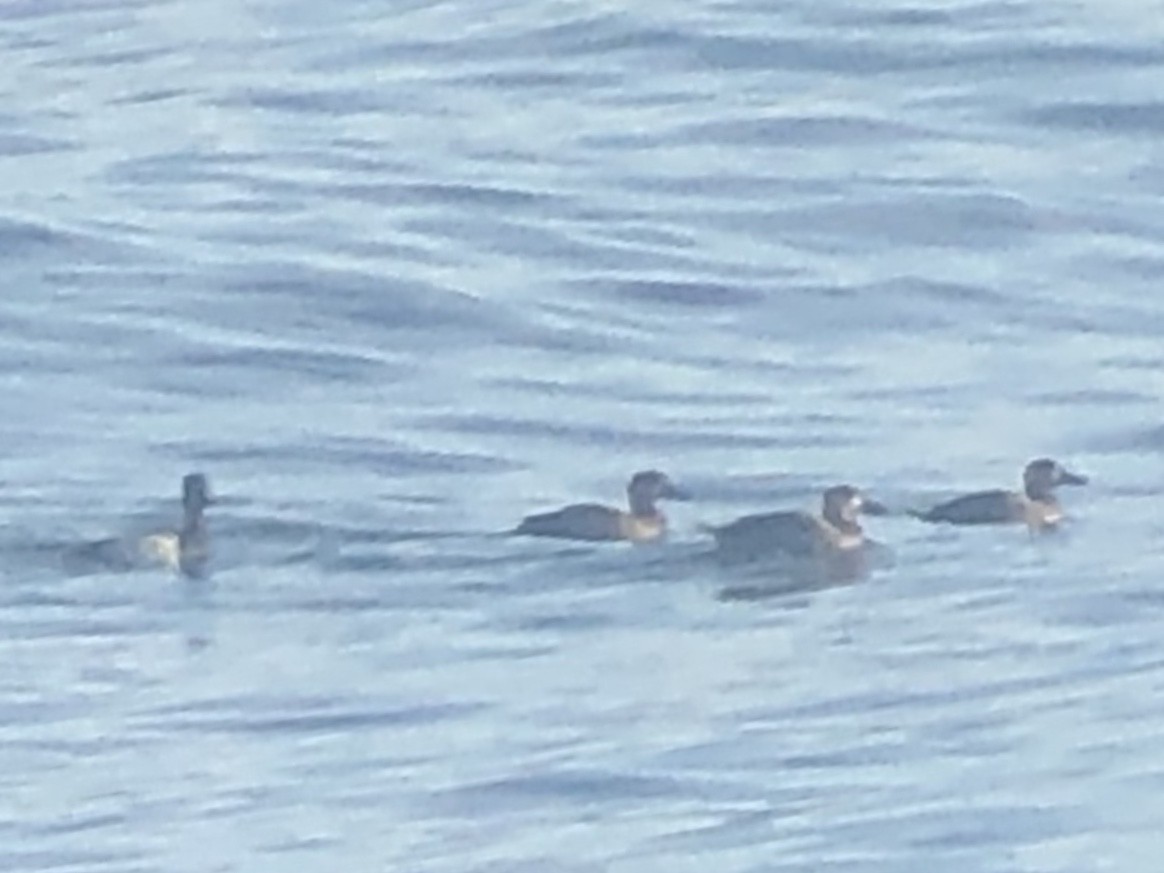 Lesser Scaup - ML182283731