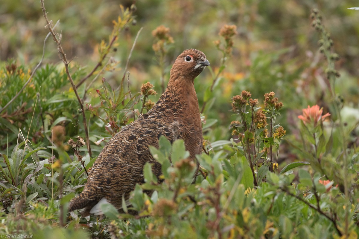 Willow Ptarmigan - Blair Dudeck