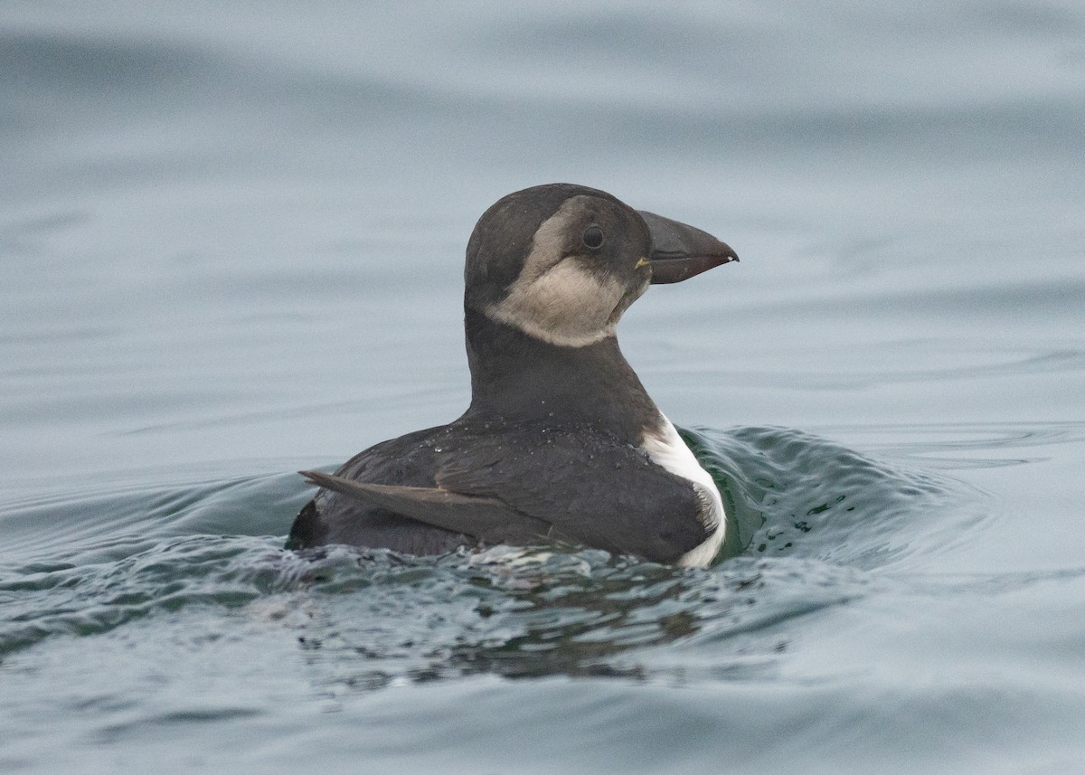Atlantic Puffin - Leo McKillop