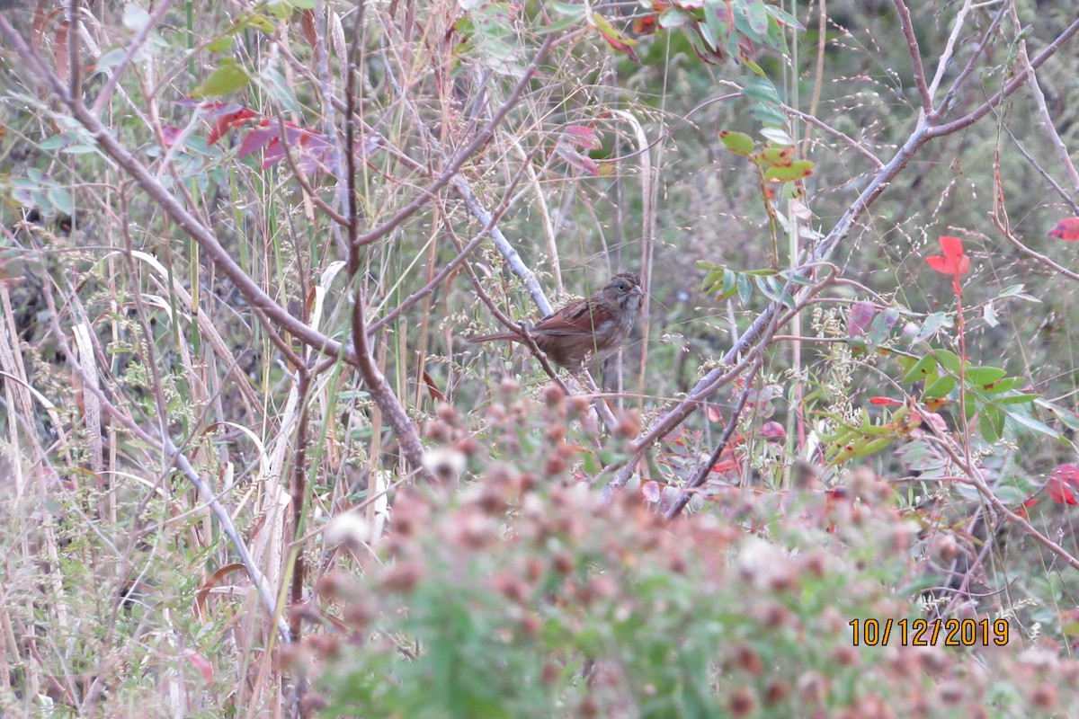 Swamp Sparrow - ML182289081