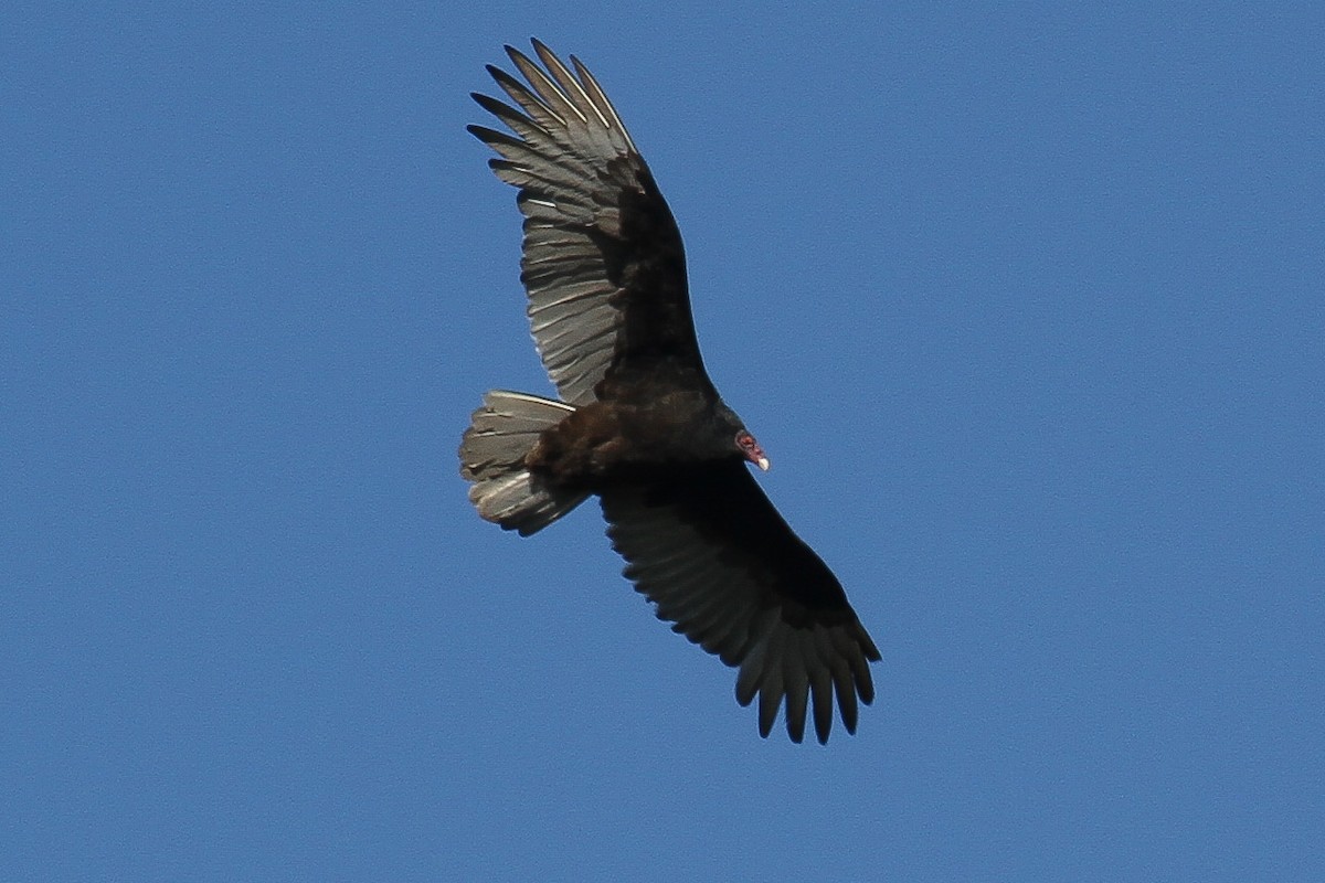 Turkey Vulture - ML182289661