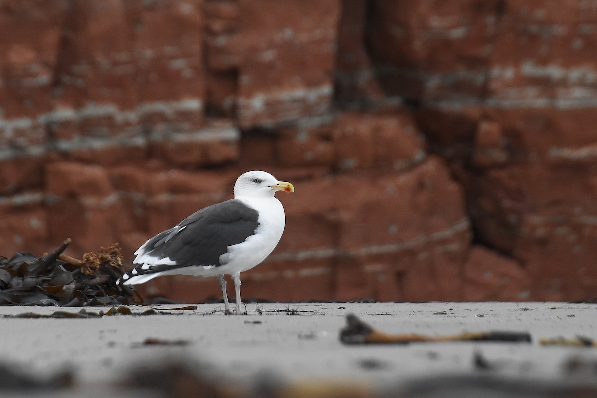 Great Black-backed Gull - ML182291431