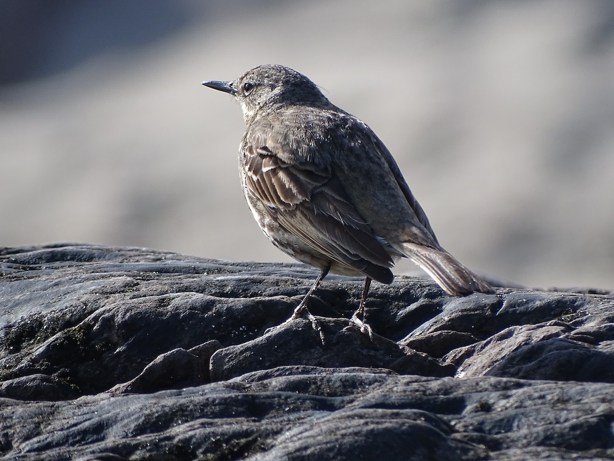 Rock Pipit - ML182291671