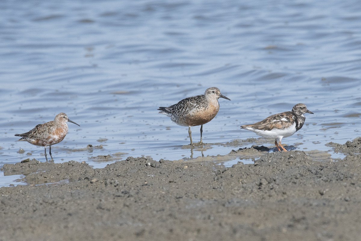 Red Knot - ML182292121