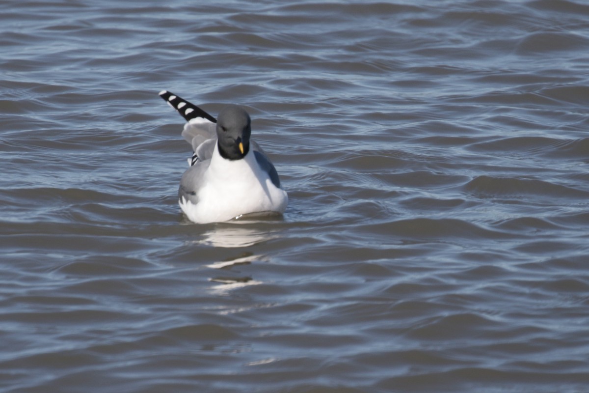 Sabine's Gull - ML182292451