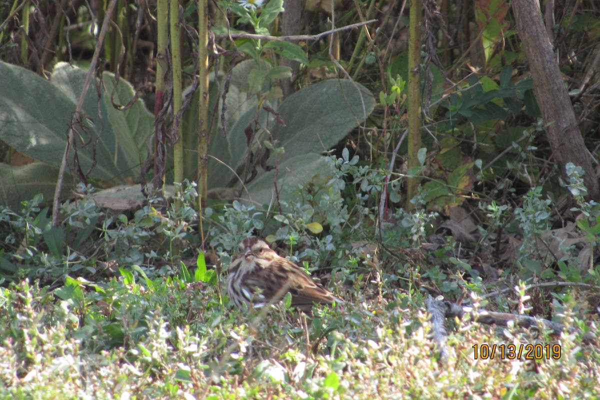 Song Sparrow - ML182294111