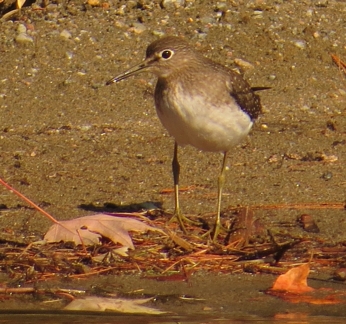 eremittsnipe - ML182295971