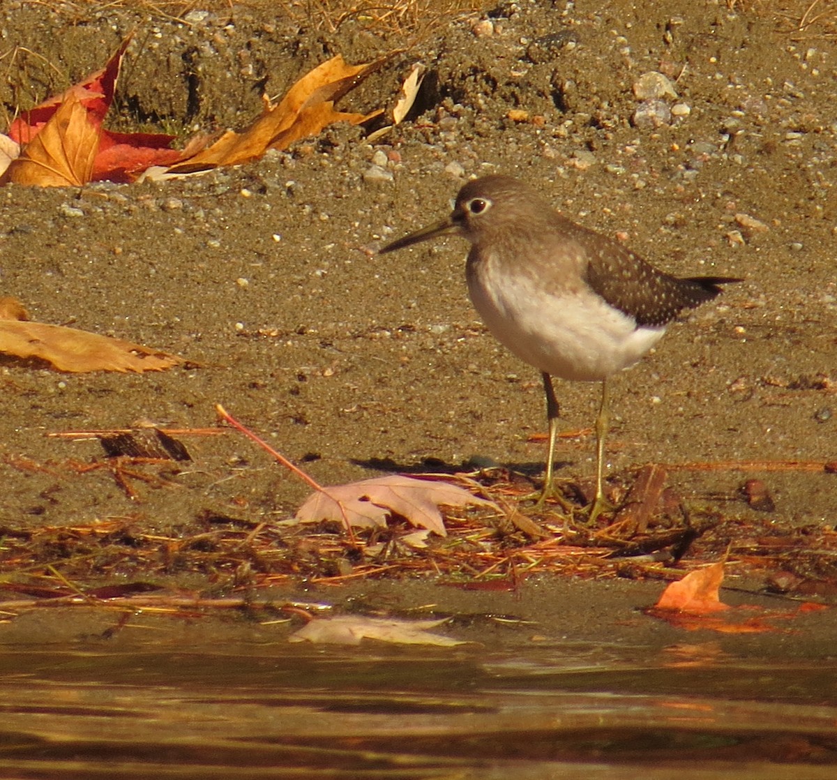Solitary Sandpiper - Amy Lawes