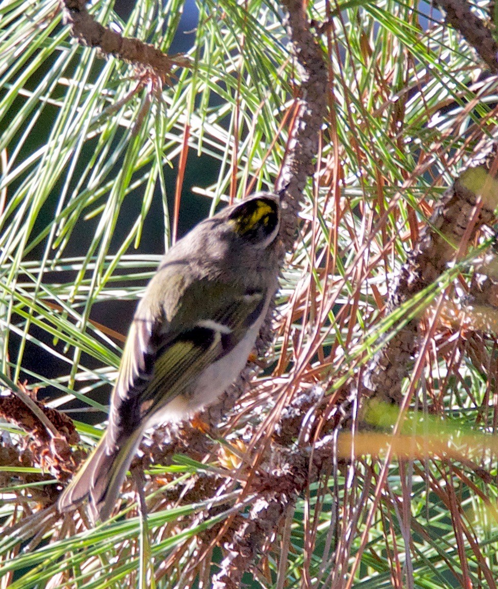 Golden-crowned Kinglet - ML182303721