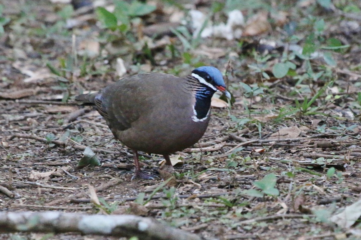 Blue-headed Quail-Dove - ML182305671