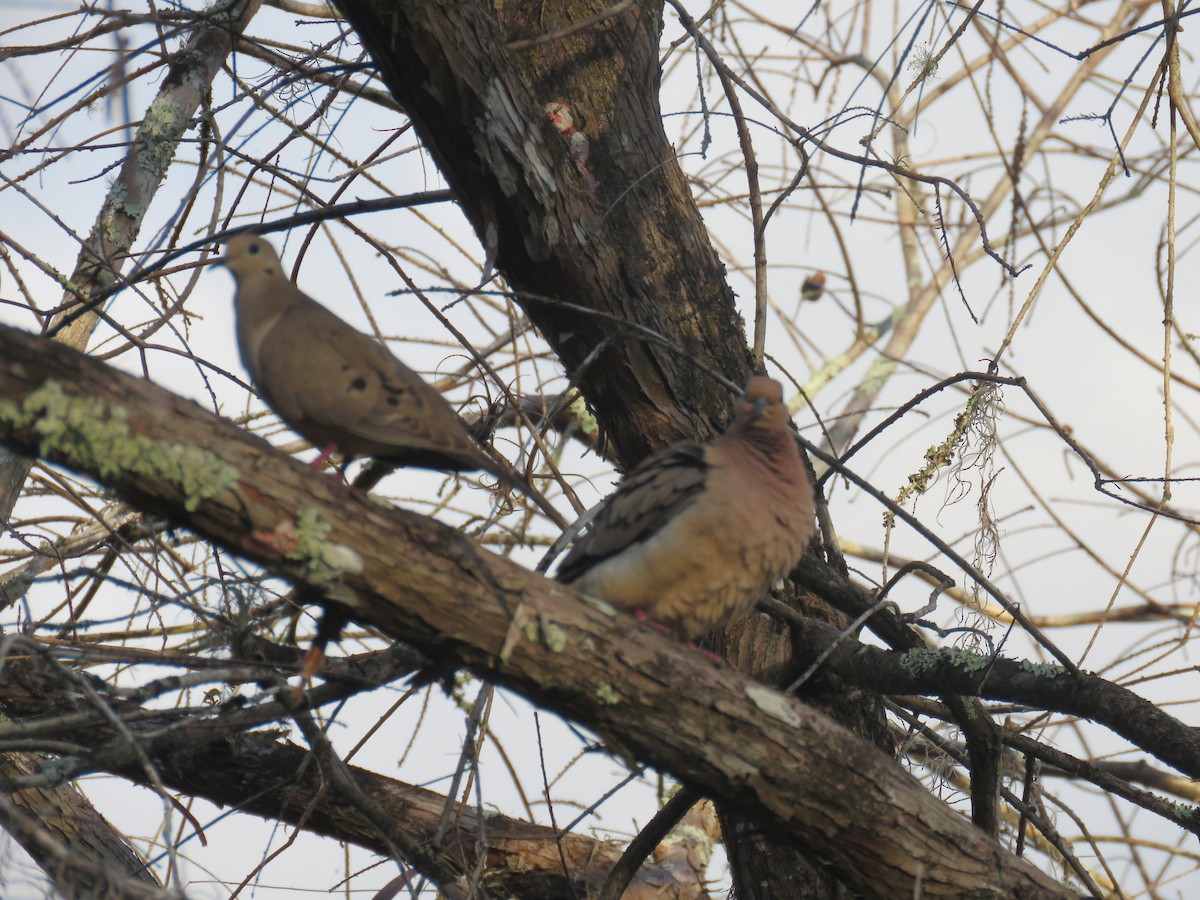 Mourning Dove - Wayne Weber