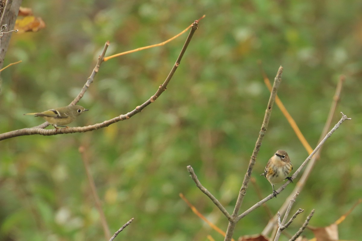 Пісняр-лісовик жовтогузий (підвид coronata) - ML182306971