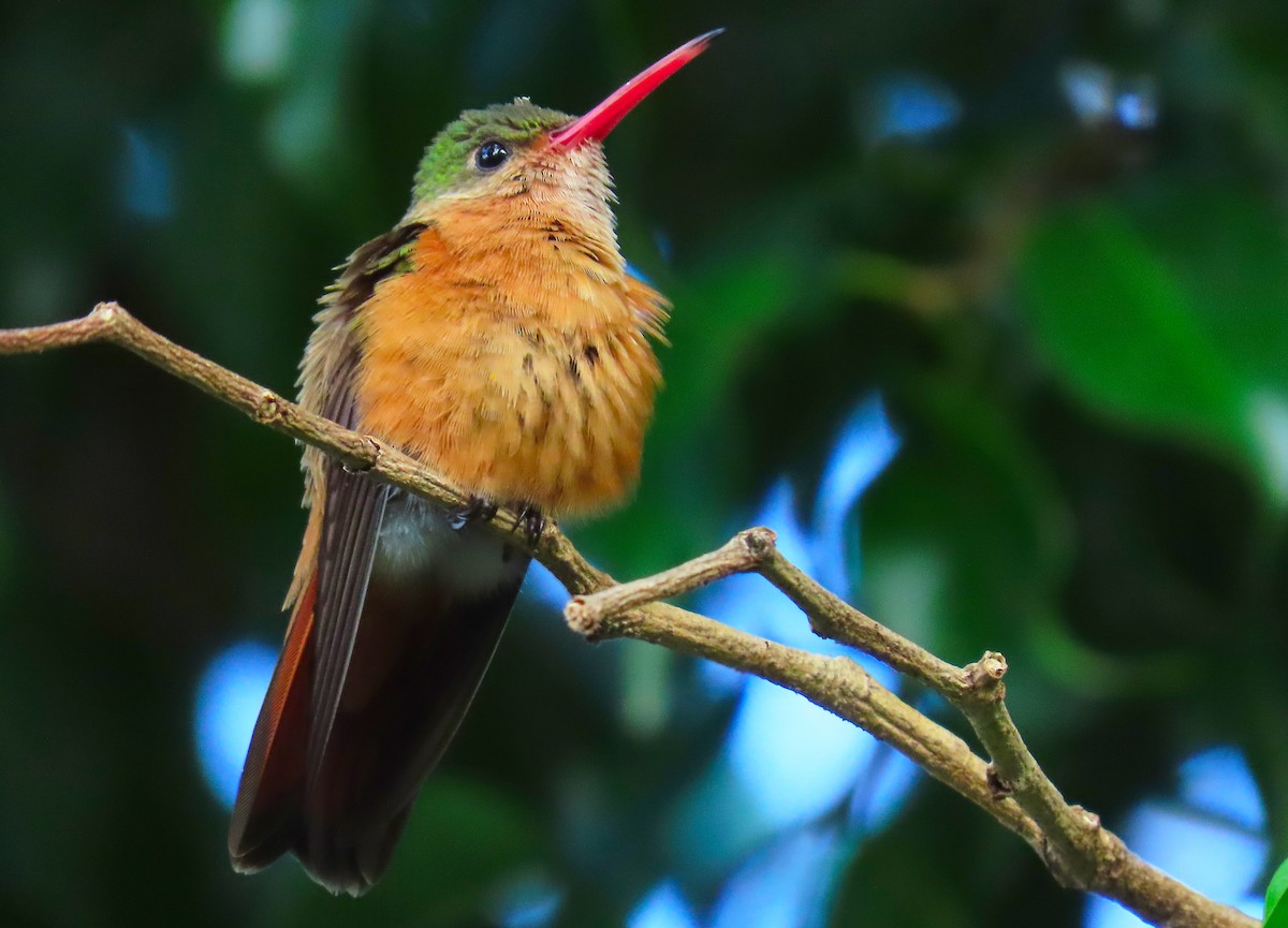 kolibřík ryšavý - ML182309401