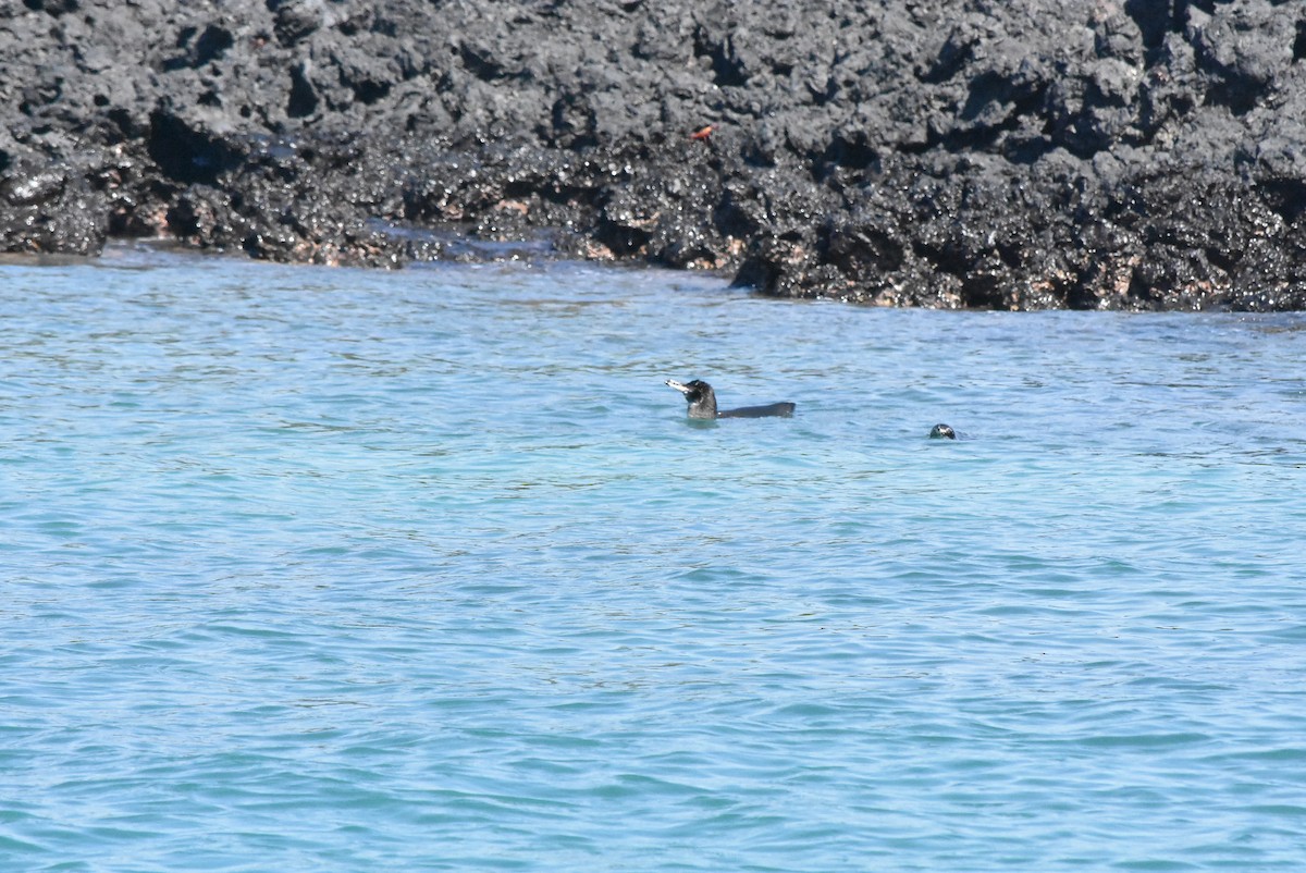 Manchot des Galapagos - ML182311581