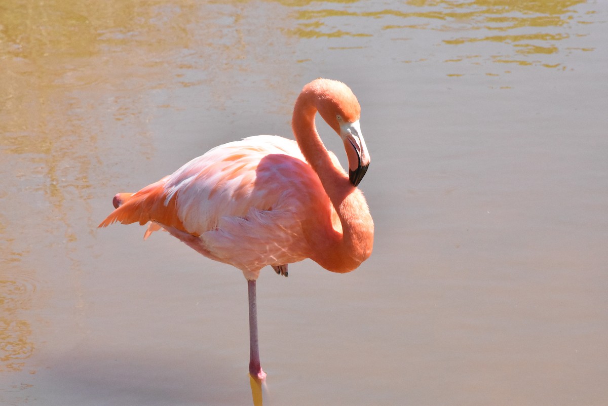 Flamant des Caraïbes - ML182311661